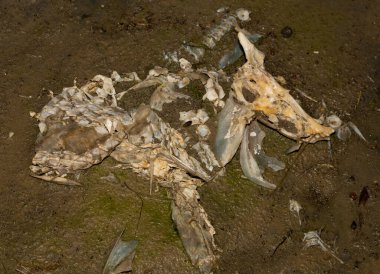 Çevre felaketi. Ölü balık. Gölün kıyı şeridi. Hayvanların ölümü.