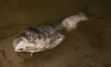 Çevre felaketi. Ölü balık. Gölün kıyı şeridi. Hayvanların ölümü.