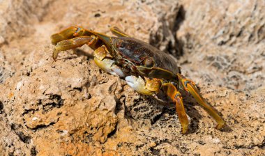 Grapsus albolineatus, Grapsidae familyasından bir kabuklu hayvan türüdür. Yengeç, kayalıklarda. Sina Yarımadası 'nın Hayvanı.