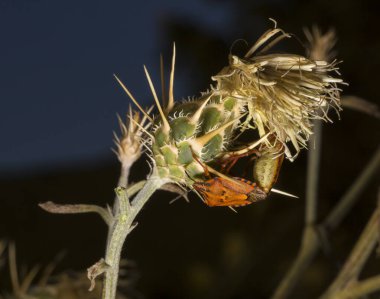 Carpocoris pudicus, Pentatomidae familyasından bir kalkan böceği türü. Böceklerin üremesi. Erkek ve kadın cinsel birleşme sürecinde..