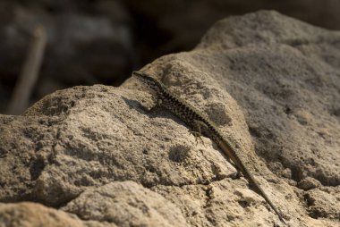 Kum kertenkelesi (Lacerta agilis) yırtık bir kertenkeledir. Sürüngenin yaşam alanı kayalık bir bölgede. Güneşli bir günde kayanın üzerinde dinlenen yaşlı bir kertenkele..