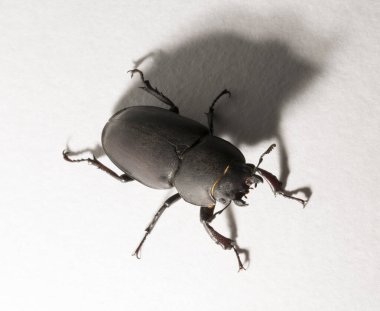Lucanus cervus, kedigiller (Lucanidae) familyasından bir kuş türü. İmago, dişi bir böcek, beyaz bir arka plan..