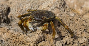 Grapsus albolineatus, Grapsidae familyasından bir kabuklu hayvan türüdür. Yengeç, kayalıklarda. Sina Yarımadası 'nın Hayvanı.
