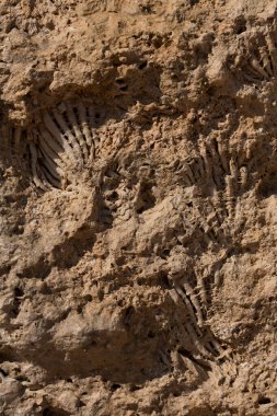 Kızıl Deniz 'in fosil mercanları. Taşa dönüşmüş antik yaratıklar. Resif mercanları.