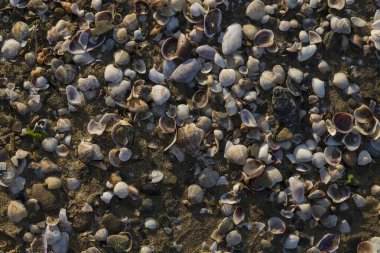 Mermi kovanları. Karadeniz 'in kıyı şeridi kabuklarla kaplıdır..