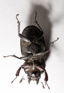 Lucanus cervus, kedigiller (Lucanidae) familyasından bir kuş türü. İmago, dişi bir böcek, beyaz bir arka plan..