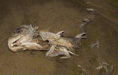 Çevre felaketi. Ölü balık. Gölün kıyı şeridi. Hayvanların ölümü.