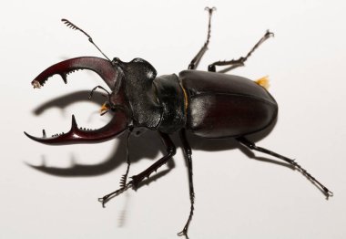 Lucanus cervus, kedigiller (Lucanidae) familyasından bir kuş türü. İmago, erkek bir böcek, beyaz bir arka plan.