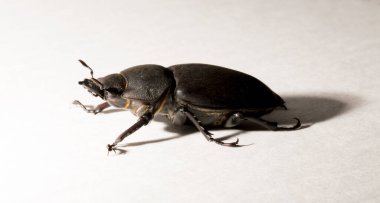 Lucanus cervus, kedigiller (Lucanidae) familyasından bir kuş türü. İmago, dişi bir böcek, beyaz bir arka plan..