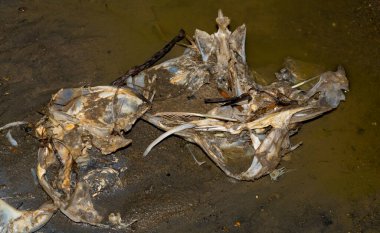 Çevre felaketi. Ölü balık. Gölün kıyı şeridi. Hayvanların ölümü.