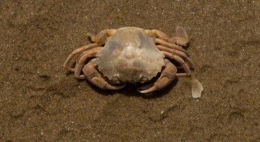 Liocarcinus depurator (Portunus plicatus), bazen liman yengeci ya da kumlu yüzme yengeci olarak da bilinir. Karadeniz 'in faunası. Ölü hayvanlar..