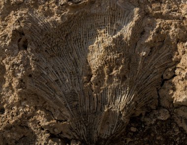 Kızıl Deniz 'in fosil mercanları. Taşa dönüşmüş antik yaratıklar. Resif mercanları.