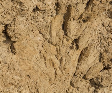 Kızıl Deniz 'in fosil mercanları. Taşa dönüşmüş antik yaratıklar. Resif mercanları.