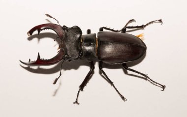 Lucanus cervus, kedigiller (Lucanidae) familyasından bir kuş türü. İmago, erkek bir böcek, beyaz bir arka plan.