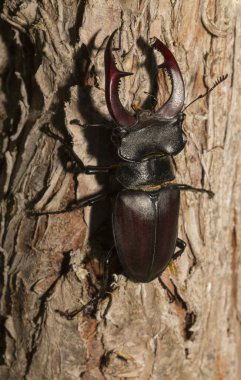 Lucanus cervus, kedigiller (Lucanidae) familyasından bir kuş türü. İmago bir erkek böcek..