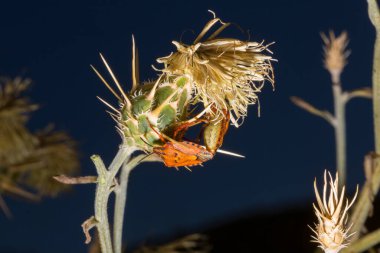 Carpocoris pudicus is a species of shield bug in the family Pentatomidae. Reproduction of insects. Male and female in the process of coitus. clipart