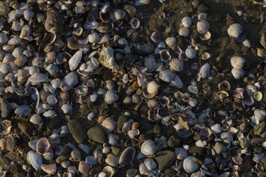 Mermi kovanları. Karadeniz 'in kıyı şeridi kabuklarla kaplıdır..