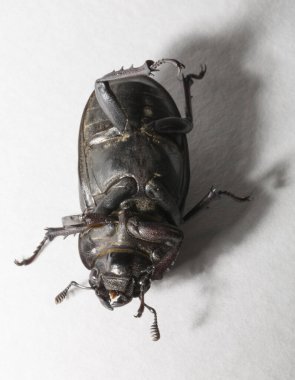 Lucanus cervus, kedigiller (Lucanidae) familyasından bir kuş türü. İmago, dişi bir böcek, beyaz bir arka plan..