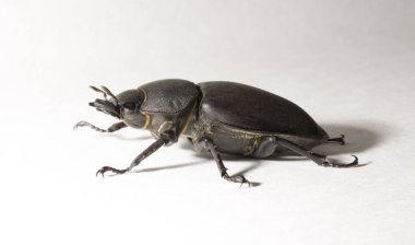 Lucanus cervus, kedigiller (Lucanidae) familyasından bir kuş türü. İmago, dişi bir böcek, beyaz bir arka plan..