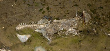 Çevre felaketi. Ölü balık. Gölün kıyı şeridi. Hayvanların ölümü.