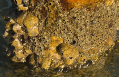 Tetraclita squamosa, bu midye. Balanus (Balanomorpha), Kabukgiller (Balanidae) familyasından bir midye cinsidir..