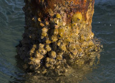 Tetraclita squamosa, bu midye. Balanus (Balanomorpha), Kabukgiller (Balanidae) familyasından bir midye cinsidir..