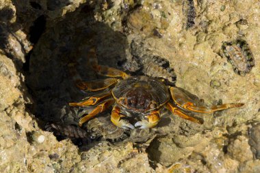 Grapsus albolineatus, Grapsidae familyasından bir kabuklu hayvan türüdür. Yengeç, kayalıklarda. Sina Yarımadası 'nın Hayvanı.
