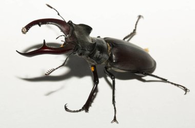 Lucanus cervus, kedigiller (Lucanidae) familyasından bir kuş türü. İmago, erkek bir böcek, beyaz bir arka plan.