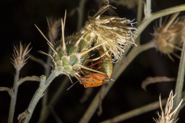 Carpocoris pudicus is a species of shield bug in the family Pentatomidae. Reproduction of insects. Male and female in the process of coitus. clipart