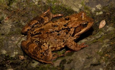 Genel kurbağa ya da çim kurbağası (Rana temporaria). Balkan ormanındaki bir derede sürüngen..