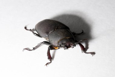 Lucanus cervus, kedigiller (Lucanidae) familyasından bir kuş türü. İmago, dişi bir böcek, beyaz bir arka plan..