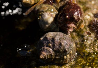 Rapana venosa, yaygın adı damarlı rapa whelk, bir deniz gastropod yumuşakça veya whelk, aile Muricidae, kaya kabukları.