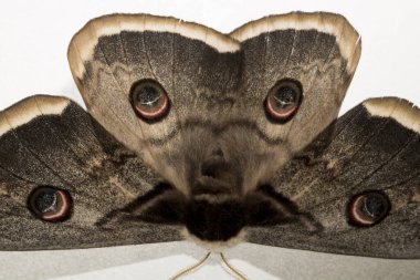 Saturnia pyri, the giant peacock moth, great peacock moth, giant emperor moth or Viennese emperor, on a white background. clipart