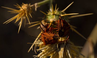 Carpocoris pudicus is a species of shield bug in the family Pentatomidae. Reproduction of insects. Male and female in the process of coitus. clipart