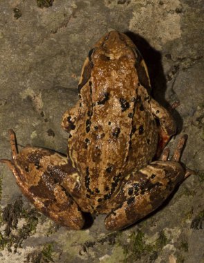 Genel kurbağa ya da çim kurbağası (Rana temporaria). Balkan ormanındaki bir derede sürüngen..