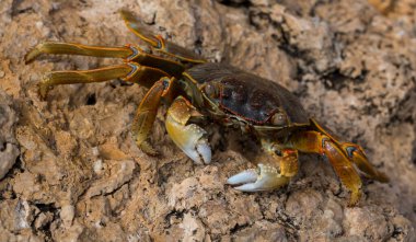 Grapsus albolineatus, Grapsidae familyasından bir kabuklu hayvan türüdür. Yengeç, kayalıklarda. Sina Yarımadası 'nın Hayvanı.