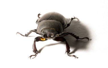 Lucanus cervus, kedigiller (Lucanidae) familyasından bir kuş türü. İmago, dişi bir böcek, beyaz bir arka plan..