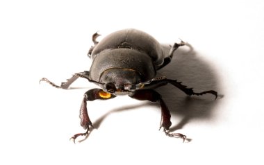 Lucanus cervus is the best-known species of stag beetle (family Lucanidae) in Western Europe. Imago, a female insect on, a white background. clipart