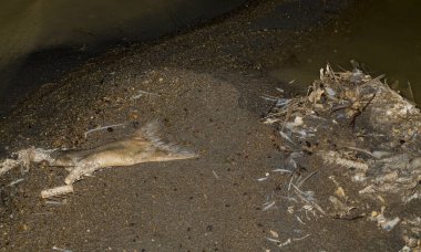 Çevre felaketi. Ölü balık. Gölün kıyı şeridi. Hayvanların ölümü.