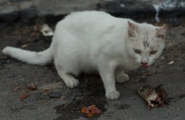 Beyaz bir sokak kedisi asfaltta bir balığın kafasını yiyor..