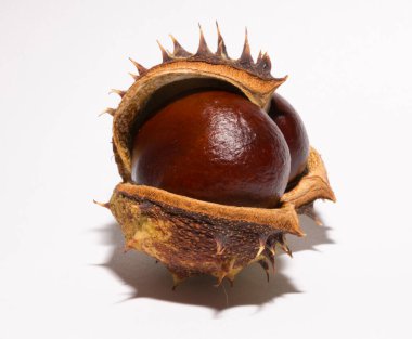 Beyaz arka planda kabuğu olan olgun at kestanesi meyveleri. Aesculus, buckeye.