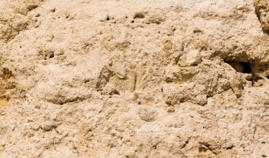 Kızıl Deniz 'in fosil mercanları. Taşa dönüşmüş antik yaratıklar. Resif mercanları.