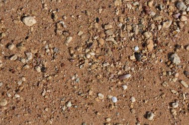 Kızıl Deniz 'in kıyı şeridi. Kum, çakıl taşı, mercan, fosil. Deniz temalı bir arkaplan.