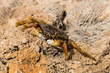 Grapsus albolineatus, Grapsidae familyasından bir kabuklu hayvan türüdür. Yengeç, kayalıklarda. Sina Yarımadası 'nın Hayvanı.