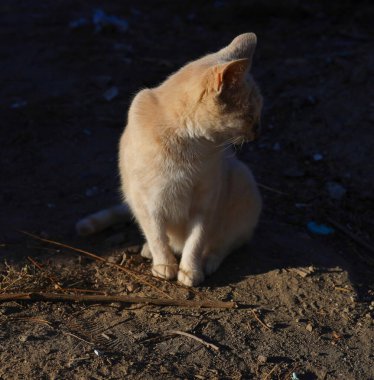 Vahşi hayvanlar. Kızıl saçlı bir kedi yavrusu güneşin tadını çıkarıyor. Serseri bir hayvan yerde oturuyor..