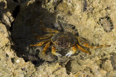 Grapsus albolineatus, Grapsidae familyasından bir kabuklu hayvan türüdür. Yengeç, kayalıklarda. Sina Yarımadası 'nın Hayvanı.