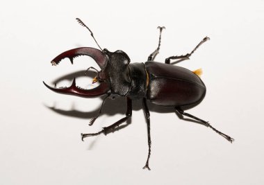 Lucanus cervus, kedigiller (Lucanidae) familyasından bir kuş türü. İmago, erkek bir böcek, beyaz bir arka plan.