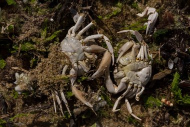 Liocarcinus depurator (Portunus plicatus), bazen liman yengeci ya da kumlu yüzme yengeci olarak da bilinir. Karadeniz 'in faunası. Ölü hayvanlar..
