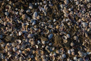 Mermi kovanları. Karadeniz 'in kıyı şeridi kabuklarla kaplıdır..