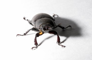 Lucanus cervus, kedigiller (Lucanidae) familyasından bir kuş türü. İmago, dişi bir böcek, beyaz bir arka plan..